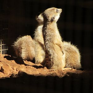 Meerkats