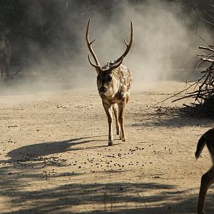chital or axis deer (Axis axis)