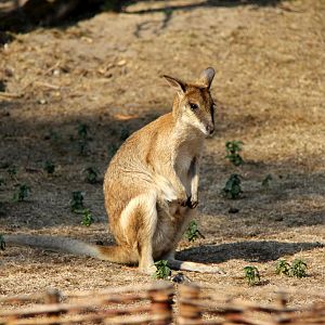Papuan agile wallaby (Macropus agilis papuanus)