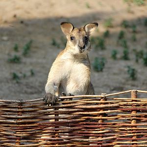 Papuan agile wallaby (Macropus agilis papuanus)