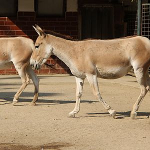 Turkmenian kulan (Equus hemionus kulan)