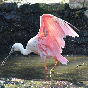 Roseate Spoonbill