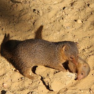 common dwarf mongoose (Helogale parvula)