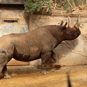 eastern black rhinoceros (Diceros bicornis michaeli)