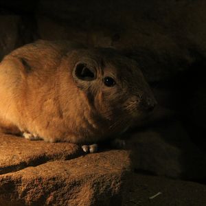 common gundi (Ctenodactylus gundi)