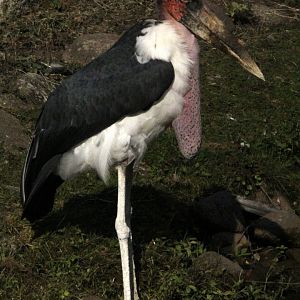 marabou stork (Leptoptilos crumenifer)