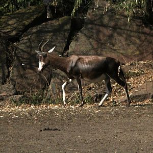 blesbok or blesbuck (Damaliscus pygargus phillipsi)