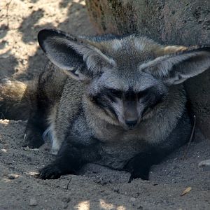 bat-eared fox (Otocyon megalotis)