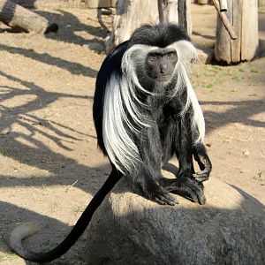 Tanzanian black-and-white colobus (Colobus angolensis palliates)