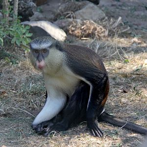 mona monkey (Cercopithecus mona)