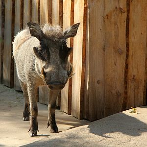 common warthog (Phacochoerus africanus)