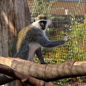 grivet (Chlorocebus aethiops)