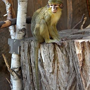 Gabon talapoin (Miopithecus ogouensis)