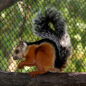 Red flanked variegated squirrel (Sciurus variegatoides atrirufus)