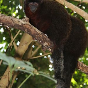 coppery titi (Callicebus cupreus)