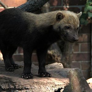 bush dog (Speothos venaticus)