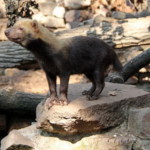bush dog (Speothos venaticus)