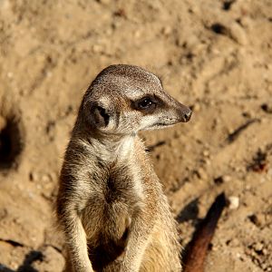 meerkat or suricate (Suricata suricatta)