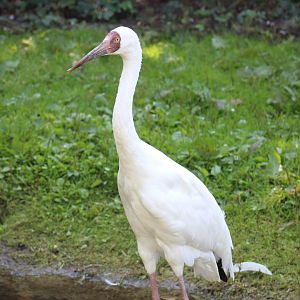 Siberian Crane