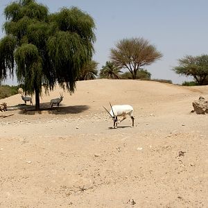 Arabian oryx exhibit (Oryx leucoryx)