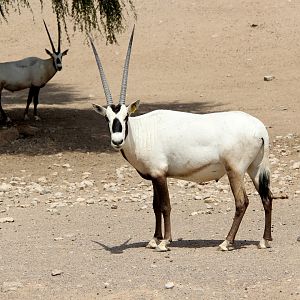 Arabian oryx (Oryx leucoryx)