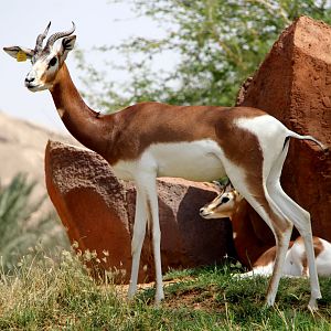 Dama gazelle (Nanger dama dama)