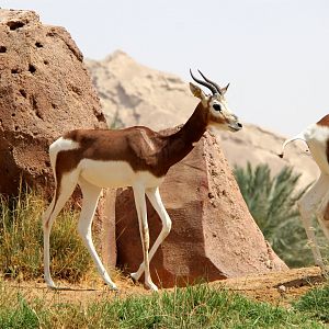 Dama gazelle (Nanger dama dama)