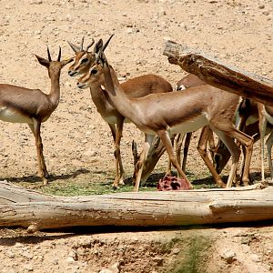 Arabian mountain gazelle (Gazella gazella cora)