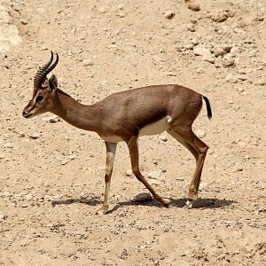 Arabian mountain gazelle (Gazella gazella cora)
