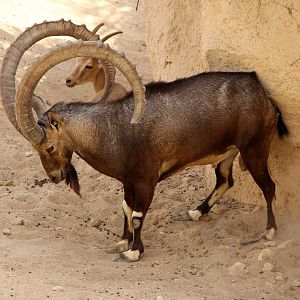 Nubian ibex (Capra nubiana)