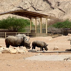 southern white rhinoceros or southern square-lipped rhinoceros (Ceratotherium simum simum)