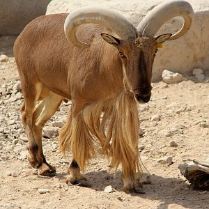 Saharian barbary sheep (Ammotragus lervia sahariensis)