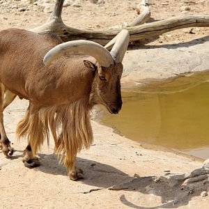 Saharian barbary sheep (Ammotragus lervia sahariensis)