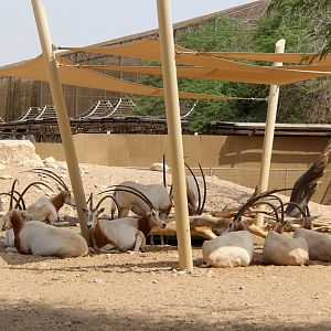 scimitar oryx or scimitar-horned oryx (Oryx dammah)