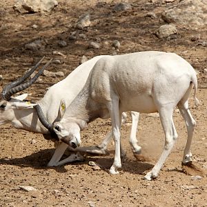 addax (Addax nasomaculatus)