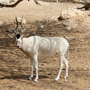 addax (Addax nasomaculatus)