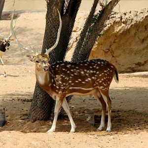 chital or axis deer (Axis axis)