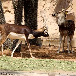 blackbuck (Antilope cervicapra)