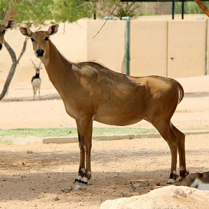 nilgai or blue bull (Boselaphus tragocamelus)