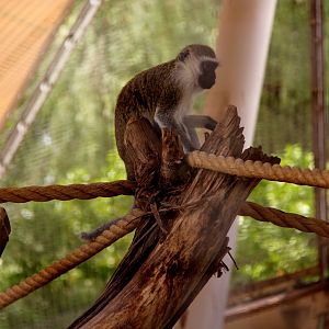 vervet monkey (Chlorocebus pygerythrus)