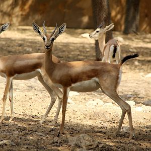 Isabelline gazelle (Gazella isabella)
