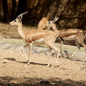 Isabelline gazelle (Gazella isabella)