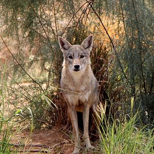 African wolf (Canis anthus)