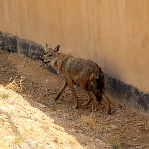 African wolf (Canis anthus)