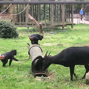 Sulawesi crested macaque & lowland anoa