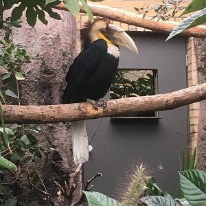 Wreathed hornbill