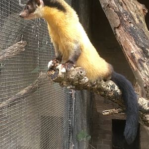 Yellow throated marten