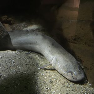 African lungfish