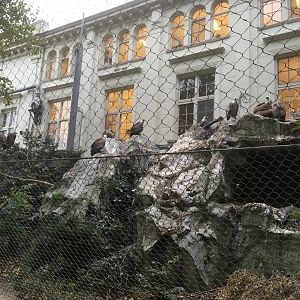 European griffon vulture