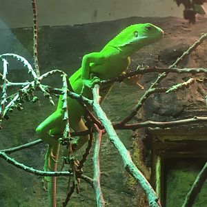 Fijian banded iguana